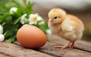 Картинка цветы, яйцо, цыплёнок, птенец, доски