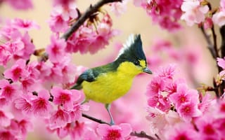Картинка птица, цветение, вишня, Весна, ветка