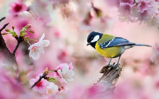 Картинка цветение, fuyi chen, синица, сакура, Весна, птица