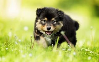 Картинка природа, финский лаппхунд, щенок, пес, трава, боке, собака, взгляд