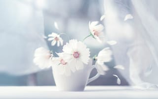 Картинка цветы, занавески, космея, лепестки, чашка