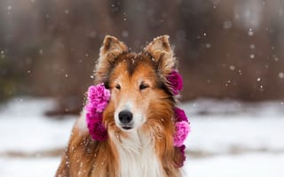 Картинка природа, цветы, пес, колли, собака, Зима, животное, снег