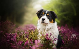 Обои природа, цветы, собака, животное, травы, пес