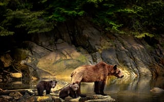Картинка природа, медвежата, ветки, камни, медведица, медведи, вода, животные, michelle valberg