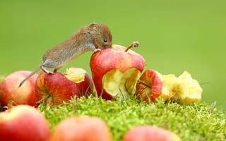 Картинка трава, зверек, животное, мышь, яблоки, фрукты