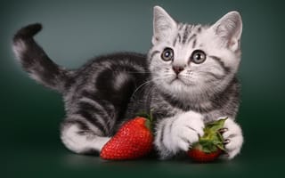 Картинка котенок, животное, клубника, ягоды