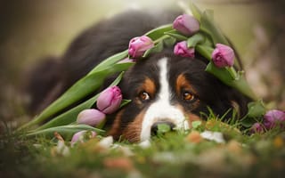 Обои цветы, тюльпаны, собака, животное, пес, морда