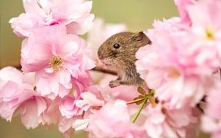 Картинка цветы, ветка, мышь, Весна, зверек, животное, грызун, сакура