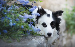 Обои взгляд, пес, цветы, животное, трава, морда, собака