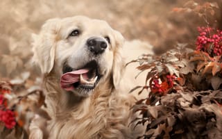 Обои природа, пес, ретривер, боке, собака, ягоды, животное, ветки, листья