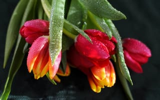Картинка цветы, тюльпаны, капли, вода