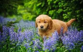Обои природа, животное, щенок, цветы, травы, собака, лето, ретривер