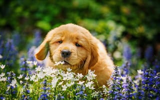 Картинка природа, трава, ретривер, щенок, животное, лето, цветы, собака