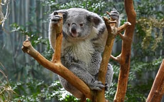 Картинка природа, коала, ветки, листья, животное