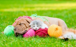 Картинка трава, нитки, клубки, собака, котенок, пес, животные