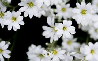 Картинка цветы, белые, лепестки