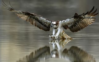 Картинка отражение, птица вода