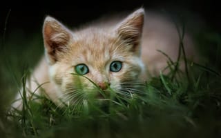 Обои природа, трава, животное, кошка, кот