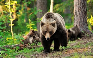 Картинка природа, медведи, медведица, детёныши, лес, деревья, медвежата, хищники, животные