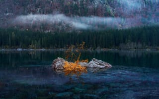 Картинка природа, озеро, туман, лес