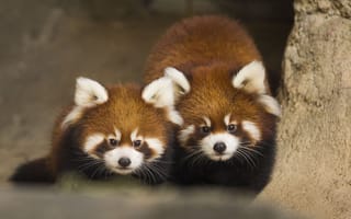 Картинка животные, красная панда