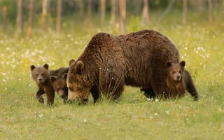Картинка природа, хищники, медведи, детёныши, животные, медвежата, harry eggens, медведица, трава