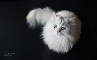 Картинка кот, животные, зеленые глаза, белый