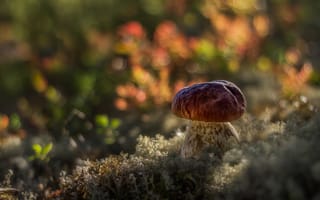 Картинка природа, гриб, боке, мох