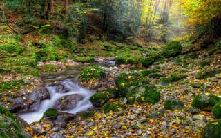 Картинка природа, камни, листья, лес, мох, ручей, осень