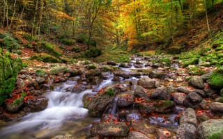 Картинка природа, листья, ручей, камни, лес, осень