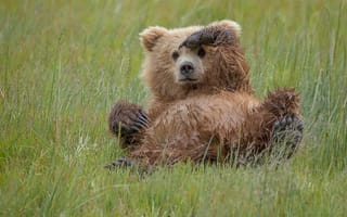 Картинка трава, медведь, животные