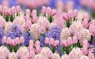 Обои kwiaty, hortensje, tulipany