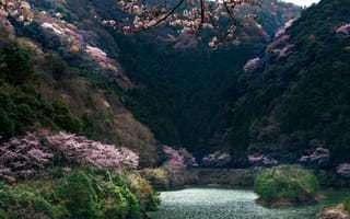 Картинка природа, ветки, цветы, пейзаж, леса, япония, озеро, горы