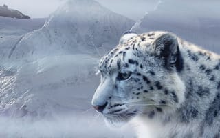 Картинка горы, леопард, животное, снег, профиль, хищник, барс, ирбис, голова