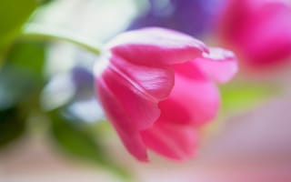 Картинка фотограф paula w, розовый тюльпан