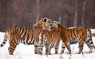 Картинка лес, Зима, снег, тигры, кошки, отношения
