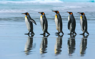 Картинка на, прогулке, пингвины