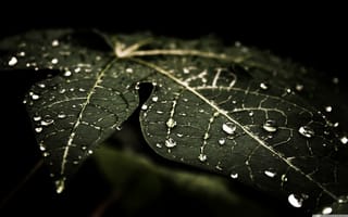 Картинка листья, мокрые, дерево, капельки