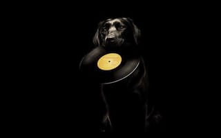 Картинка диск, черный, собака, Музыка