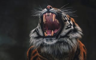 Картинка кошка, тигр, язык, морда