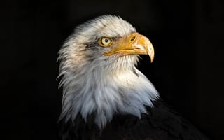 Картинка белоголовый орлан, орел, портрет