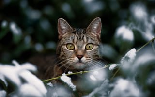 Картинка взгляд, Зима, кот, боке, кошка