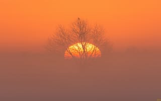 Обои закат, солнце, дерево