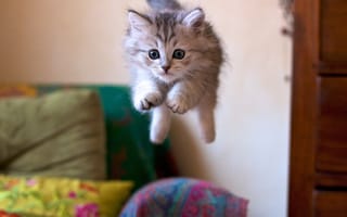 Картинка котенок, прыжок, малыш, киска