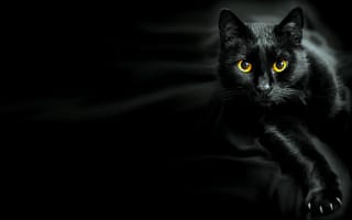 Картинка кошка, черная кошка, настороженность, не смотри так, жёлтые глаза, отомщу, черная молния, коготки
