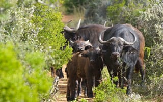 Обои природа, семья, животные, рога, африканские буйволы