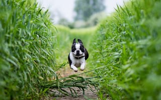Картинка поле, собака, бостон-терьер, бег, тропинка