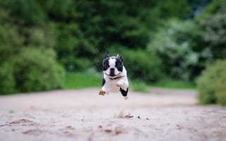 Картинка собака, бостон-терьер, песок, бег