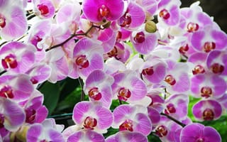 Обои орхидеи, экзотика