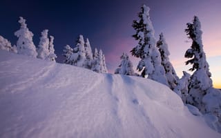 Картинка закат, снег, деревья